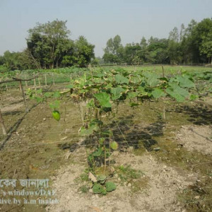 লাউয়ের পেস্টিসাইড ইনজুরি